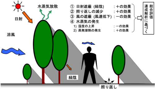 「みどり」が夏の温熱環境に与える複合的影響