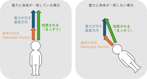図2：重力方向と自己身体ベクトル（idiotropic vector）に沿った内的な基準の合成