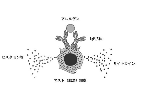 脱顆粒反応のメカニズム(出典:「食物アレルギーのメカニズム」(厚生労働省)をもとに加工して作成)*1